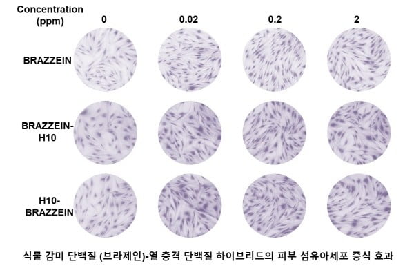 ㈜넥스젠바이오텍, 식물 감미 단백질(브라제인)-열 충격 단백질 하이브리드 개발