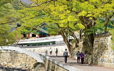 山寺 가는 '천년 숲길', 초록으로 눈을 씻고 길에서 깨달음을 얻다