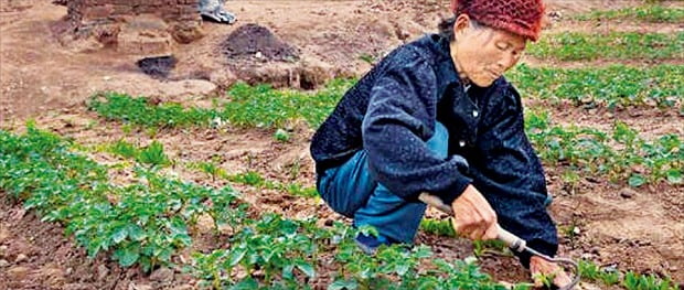 계획경제에선 배추값 급등해도 수확해봐야 이익 없죠…옛 소련이 사회주의 실패하고 개혁·개방으로 간 이유죠