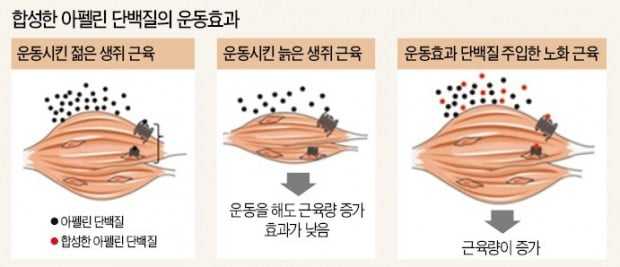 알약만 먹어도 근육량 증가…고령화사회 '운동모방약'이 뜬다