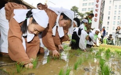 도심 속 어린이 손 모내기