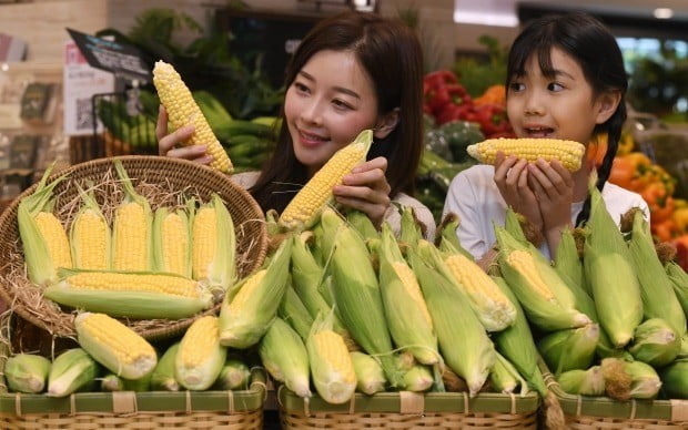 모델들이 서울 중구 소공동 롯데백화점 본점에서 찌지 않고 생으로 먹는 초당옥수수를 선보이고 있다. /신경훈 기자 khshin@hankyung.com