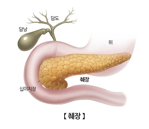 "초음파로 인슐린 분비 촉진 가능"