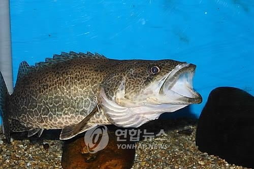 `1㎏ 15만원` 국산 쏘가리 양식 성공…중국산 대체할까