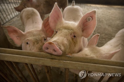 '아프리카돼지열병' 휩쓴 중국, 백신 개발…임상시험 계획