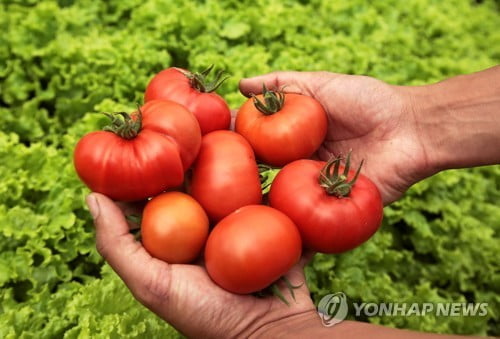 미국, 이번엔 멕시코와 '토마토 전쟁'…17.5% 관세 부과