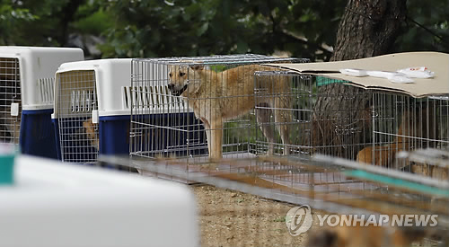 "동물 구조해도 보호소는 포화상태…국가가 책임져야"