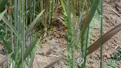 北신문 "적대세력, 식량난 겪게해 우릴 굴복시키려 한다"