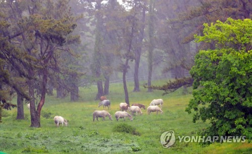 제주 강한 비바람…항공·선박 운항 차질·행사 축소