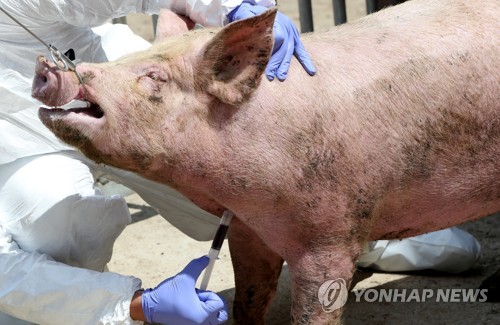 "돼지열병 무조건 막아라" 강원 접경 농가 ASF 차단 비상