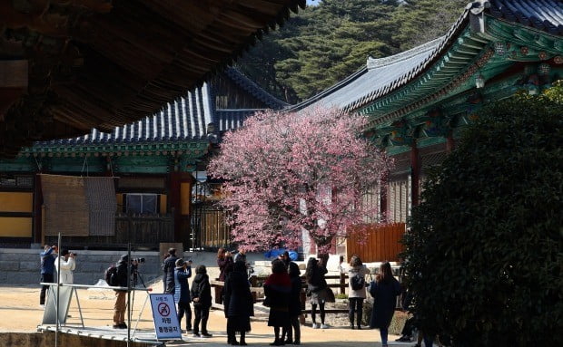 경남 양산시 통도사 정문에 승용차가 돌진해 시민 13명이 중경상을 입었다. 사진=연합뉴스