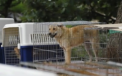 "동물 구조해도 보호소는 포화상태…국가가 책임져야"