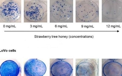 "딸기나무 꿀, 대장암 증식 억제"