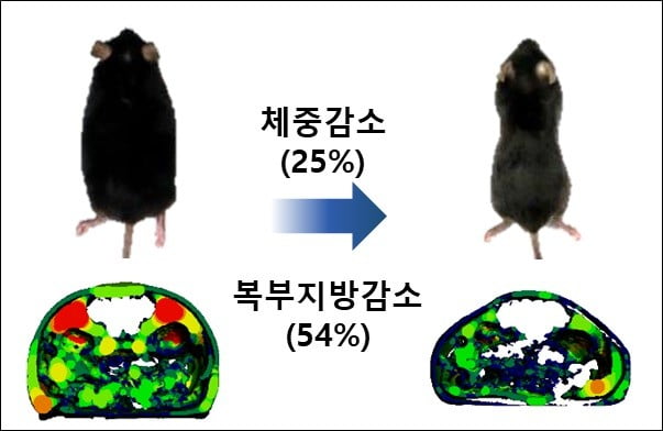 셀리버리, 美당뇨병학회서 고도비만치료제 연구 결과 발표