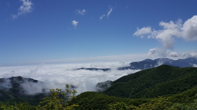 “숲으로 가자”… 산림청, 국유림 명품숲 5개소 선정