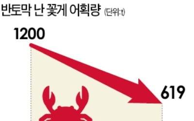 어획량 반토막…'金게' 된 꽃게