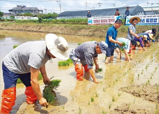 통일쌀 모내기