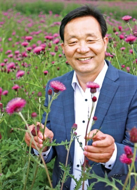 약용작물 재배의 달인 야생 약초 가시엉겅퀴 첫 대량재배의 길 열다 | 한국경제