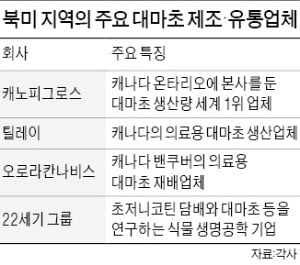 英 교회마저 대마초 투자…'21세기판 골드러시' 될까