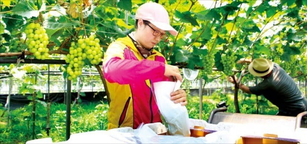 충북 영동의 샤인머스캣 포도 농가에서 한 농민이 포도를 수확하고 있다.   /박종필 기자 