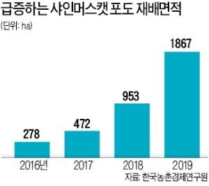 '망고포도' 샤인머스캣, 비싸도 잘나가네