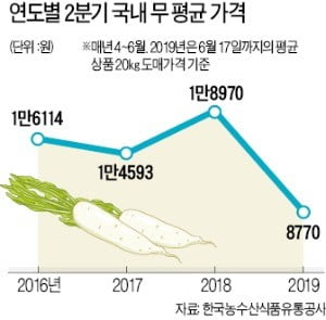 무의 눈물…올들어 무 가격 '곤두박질'