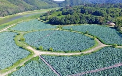 연꽃 활짝 필 때 여행자의 발길 허락…한여름 한달만 개방하는 '비밀 정원'