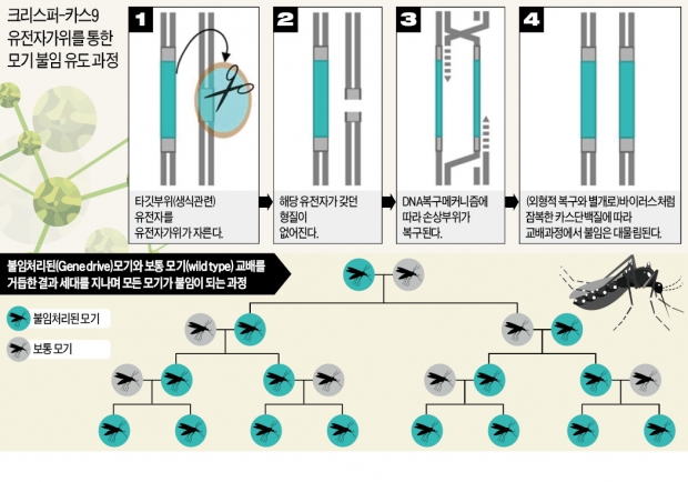 모기 불임시켜 박멸하는 '유전자 가위'…생태계 교란 '바이오 무기' 우려도