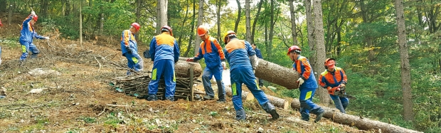 산림청 관계자들이 소나무재선충병에 걸린 소나무를 제거하고 있다.  산림청 제공 