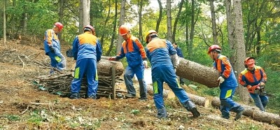 재선충 피해 소나무, 2022년까지 10만 그루 밑으로 줄인다