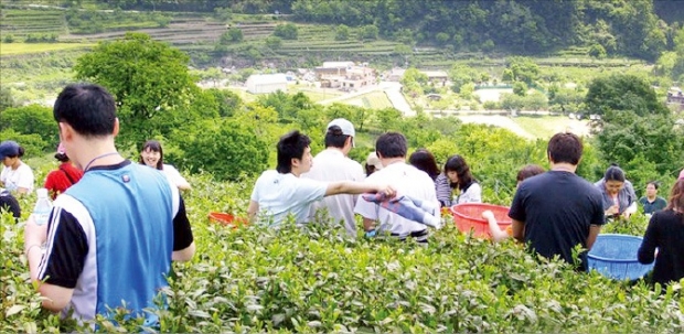 청정 매실 따다가 계곡물에 '풍덩'…섬진강 화개장터 풍광에 취하고