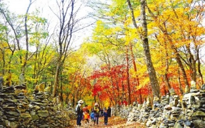 노추산 돌탑길 장관…"엄마, 소원 빌고 가요"