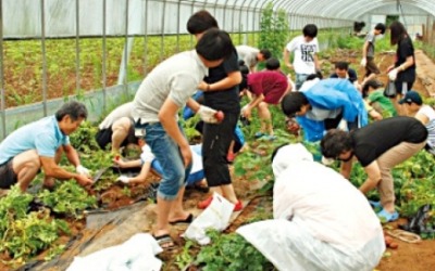 청정 자연서 자란 사과로 고추장 만들기 '꿀잼'