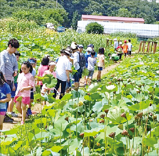 흐드러진 연꽃 사이 걷고…공릉천서 족대낚시