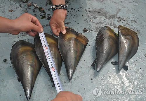 [알쏭달쏭 바다세상](17) 곡식 쭉정이 골라내는 도구와 닮아 얻은 이름