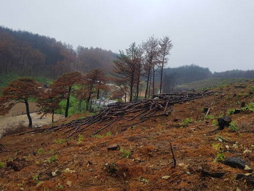 '산사태 위험' 동해안 산불피해지에 장대비…"무너질까 불안"