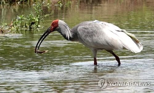 자연으로 간 따오기 1달…잘 먹고 자고 안녕한가