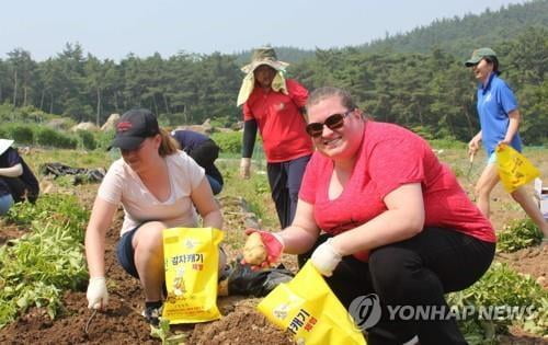 [#꿀잼여행] 충청권: 땅속 보물을 찾아라…서산·당진·괴산 웰빙 감자축제