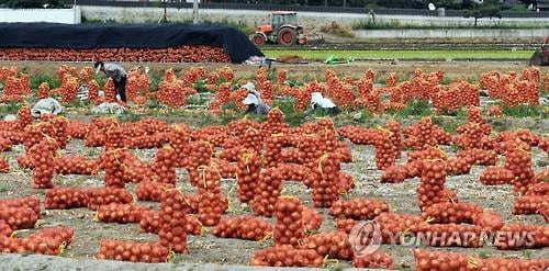 "양파 농가 힘내세요"…산청군, 288t 대만 수출