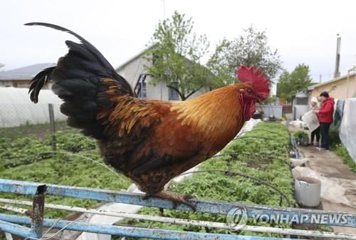 "비키니 NO…닭 사육 NO…" 英 반사회적 행위 금지명령 남발