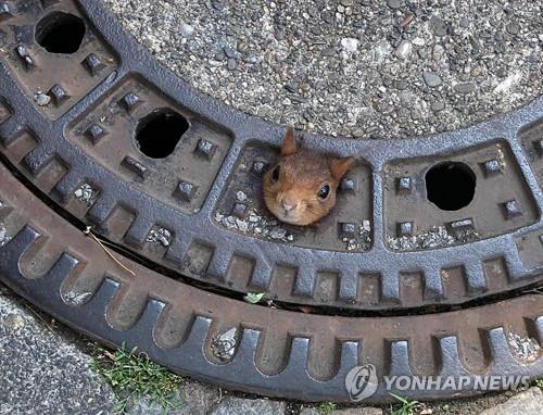 "살려주세요" 독일서 맨홀 뚜껑에 머리 낀 다람쥐 구조작전