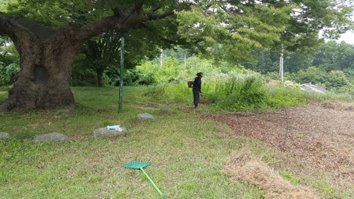 파주시, 15개 마을 보호수에 쉼터 조성