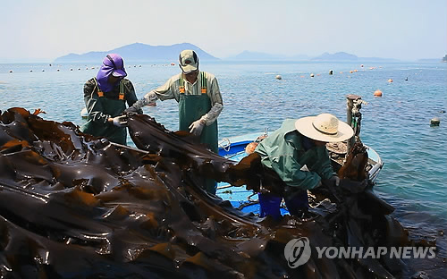 [알쏭달쏭 바다세상](18) 최대 10ｍ 넘개 자라는 지구 최초의 풀 '초초(初草)'