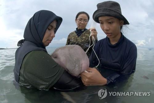 스타 된 태국 '아기 듀공'…페북 방송으로 멸종위기종 관심 제고
