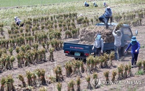 마늘·양파가격 폭락에 농가 시름…경북 마늘값 평년보다 28%↓