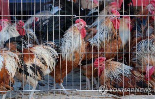 '가든형 식당' 닭도 AI 관리…방역 점검·검사한다