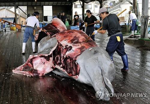 日, 상업 목적 고래잡이 내일부터 재개한다