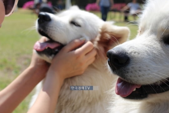 펫보험도 병원서 보험금 즉시 청구 가능해진다