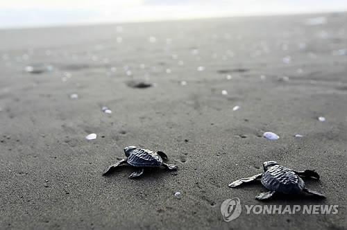 "거북 알, 남자에게 참 좋은데"…`보호족` 바다거북 알 인니서 암거래 만연