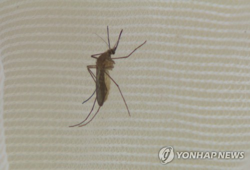 일본뇌염 매개 모기 올해 전남지역 첫 발견